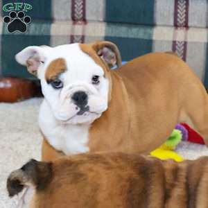 Bianca, English Bulldog Puppy